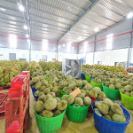 Cung Cấp Sầu Riêng Giá Sỉ Tại TP. Hồ Chí Minh