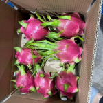 Cung Cấp Thanh Long Giá Sỉ - Nguồn Trái Cây Uy Tín Từ Vườn