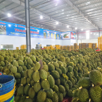 THU MUA SẦU RIÊNG TẠI ĐẮK LẮK – VỰA SẦU RIÊNG THANH TRUNG - VỰA SẦU RIÊNG ĐẮK LẮK