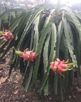 Thu mua và xuất khẩu Thanh Long miền trung