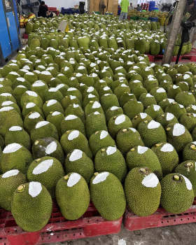 Thu mua mít Thái da xanh miền Tây