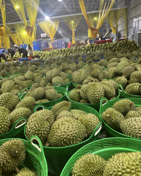 Thu mua sầu riêng Miền Tây