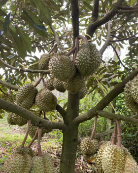 Thu mua sầu riêng tận vườn