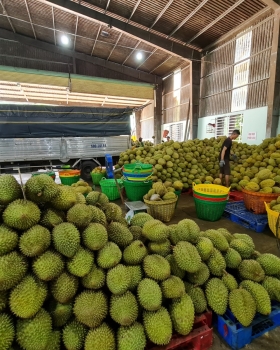 Thu mua sầu riêng miền tây