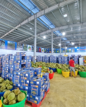 Vựa sầu riêng miền Đông