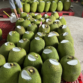 Mít Thái da xanh - vựa mít Cai Lậy