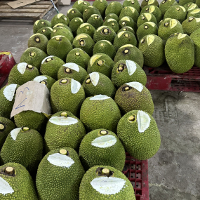 Mít Thái da xanh - vựa mít Đồng Nai