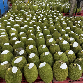 Mít Thái - vựa mít Tiền Giang