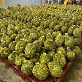 Sầu riêng - Vựa sầu riêng Cai Lậy
