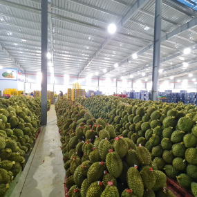 Vựa sầu riêng Dak Lak - vựa sầu riêng miền đông - Vựa sầu riêng ĐẮK LẮK