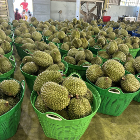 Sầu riêng - Vựa sầu riêng giá sỉ