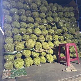 vựa sầu riêng long khánh - vựa sầu riêng giá sỉ long khánh