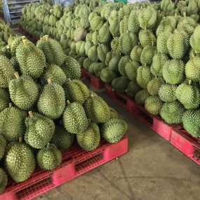 vựa sầu riêng sài gòn - sầu riêng giá sỉ sài gòn