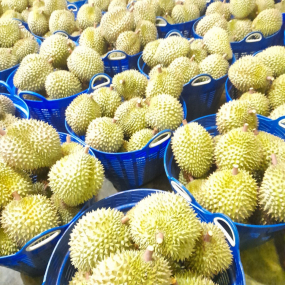 Sầu riêng - Vựa sầu riêng Tiền Giang