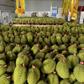 vựa sầu riêng miền đông - vựa sầu riêng xuất khẩu miền đông