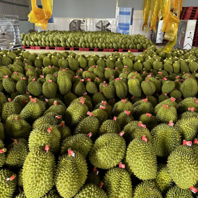 vựa sầu riêng miền tây - vựa sầu riêng xuất khẩu miền tây