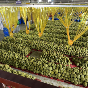 vựa sầu riêng xuất khẩu miền tây -  vựa sầu riêng miền tây