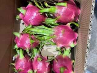 Cung Cấp Thanh Long Giá Sỉ - Nguồn Trái Cây Uy Tín Từ Vườn