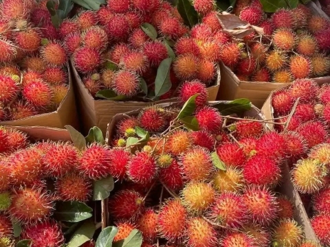 Một số loại trái cây khác