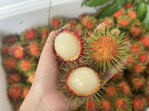 Một số loại trái cây khác