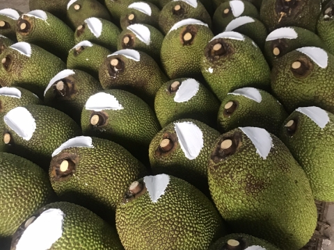 Xuất khẩu mít thái miền nam