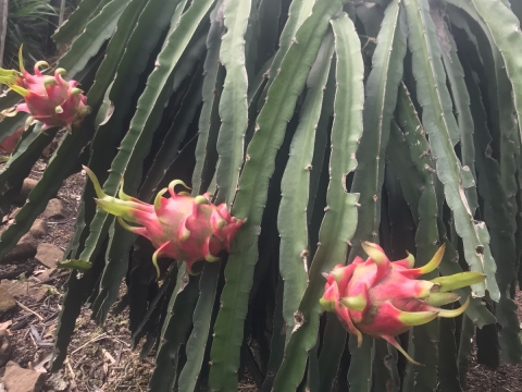 Thu mua và xuất khẩu Thanh Long miền trung