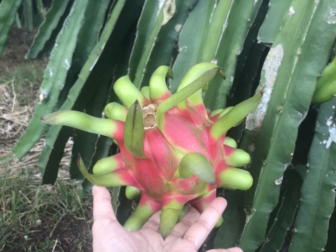 Thu mua và xuất khẩu Thanh Long miền trung