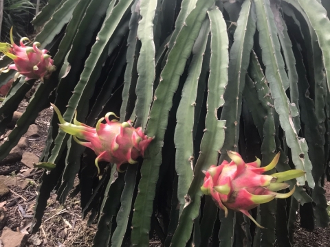 Thu mua và xuất khẩu Thanh Long miền trung