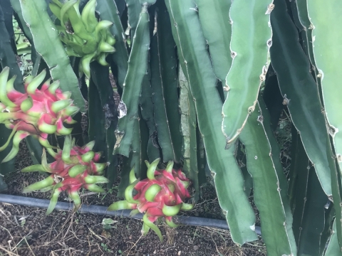 Thu mua và xuất khẩu Thanh Long miền trung