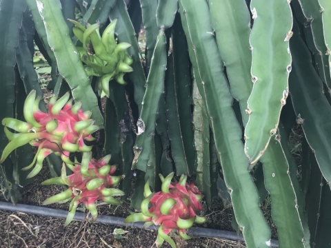 Thu mua và xuất khẩu Thanh Long miền trung