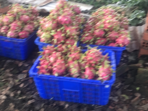 Thu mua và xuất khẩu Thanh Long miền trung