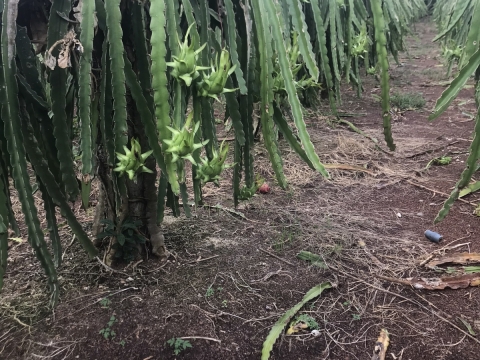 Thu mua và xuất khẩu Thanh Long miền trung