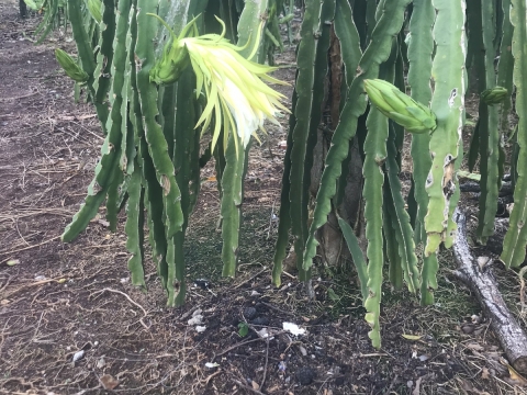 Thu mua và xuất khẩu Thanh Long miền trung