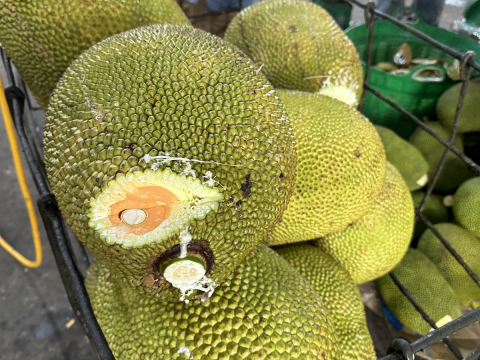 Thu mua mít Thái da xanh miền Tây