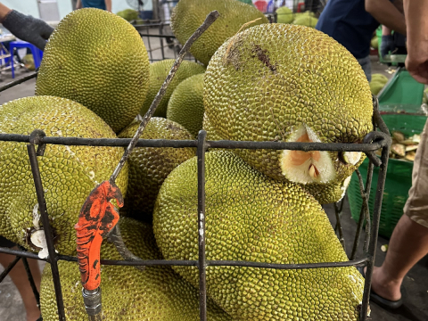 Thu mua mít Thái da xanh miền Tây