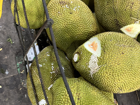 Thu mua mít Thái da xanh miền Tây