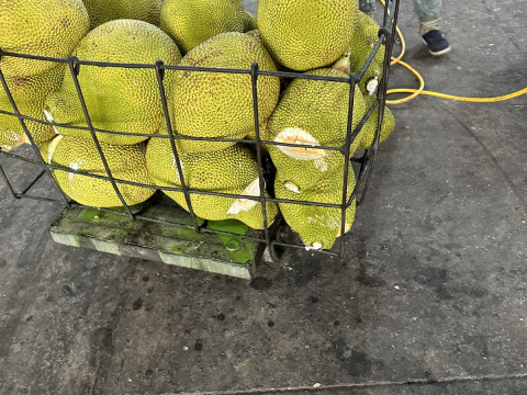 Thu mua mít Thái da xanh miền Tây