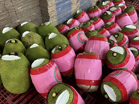 Thu mua mít Thái da xanh miền Tây