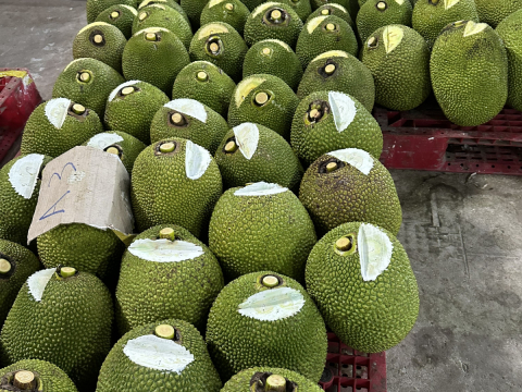 Thu mua mít Thái da xanh miền Tây