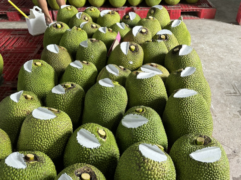 Thu mua mít Thái da xanh miền Tây