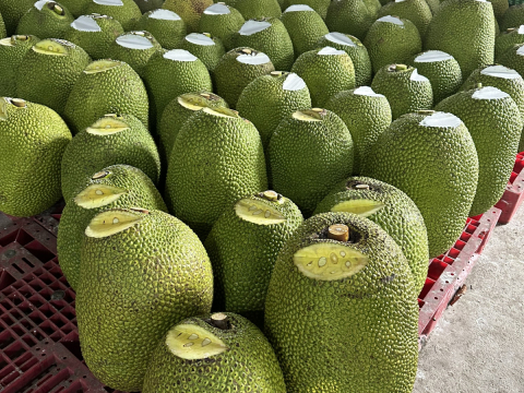 Thu mua mít Thái da xanh miền Tây