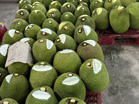 Thu mua mít Thái da xanh miền Tây