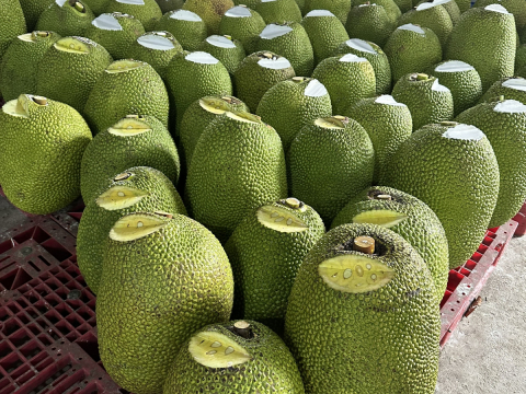 Thu mua mít Thái da xanh miền Tây