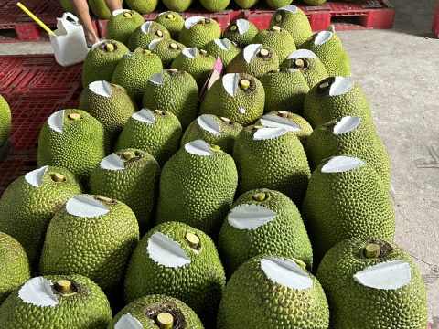 Thu mua mít Thái da xanh miền Tây