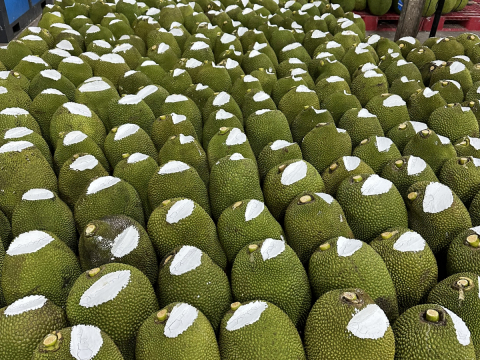 Thu mua mít Thái da xanh miền Tây