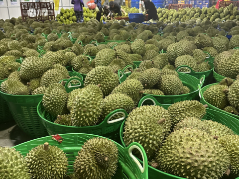 Thu mua sầu riêng Miền Tây