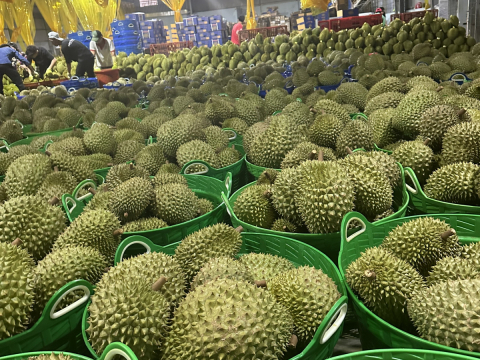 Thu mua sầu riêng Miền Tây