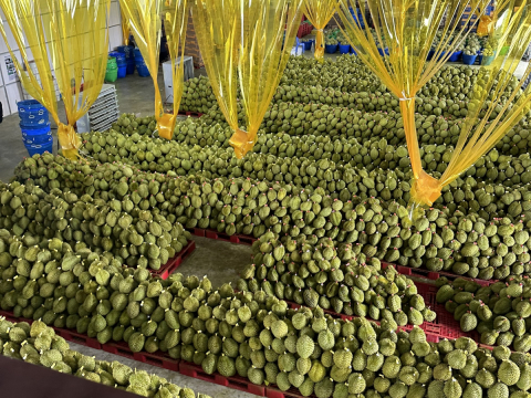 Thu mua sầu riêng Miền Tây