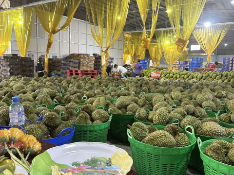 Thu mua sầu riêng Miền Tây