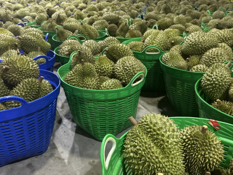 Thu mua sầu riêng Miền Tây